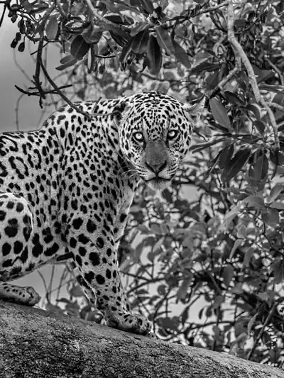 Quadro Fine Art – Silent Sovereign