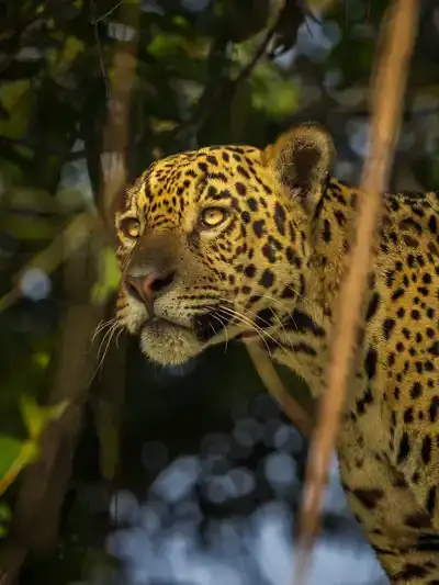 Quadro Fine Art – Silent Gaze of the Pantanal