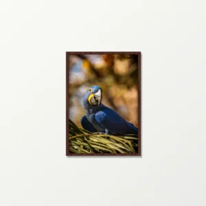 Quadro Fine Art – O Encanto da Arara Azul