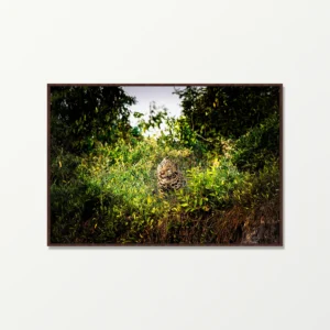 Quadro Fine Art –  Brasil Selvagem
