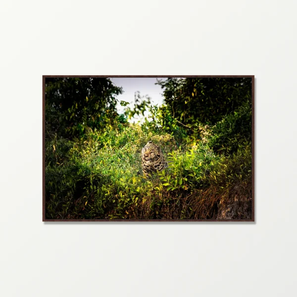 Quadro Fine Art –  Brasil Selvagem