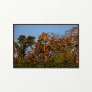Quadro Fine Art - Paleta de Outono no Pantanal