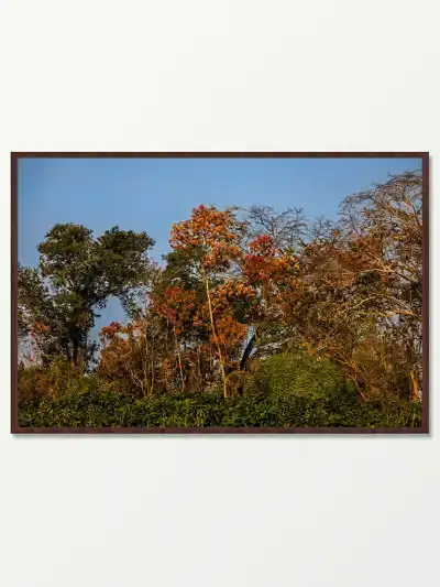 Quadro Fine Art - Paleta de Outono no Pantanal
