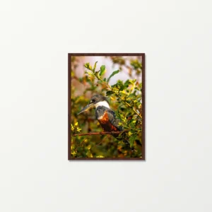Quadro Fine Art – Vigilante do Riacho