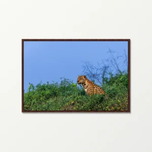 Quadro Fine Art –  Soberana do Pantanal