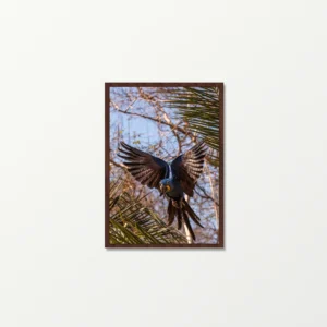 Quadro Fine Art – Voo Majestoso da Arara-Azul