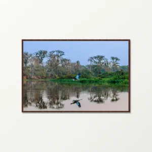 Quadro Fine Art - Voo Silencioso no Espelho das Águas