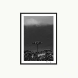Quadro Fine Art –  O Último da Serra