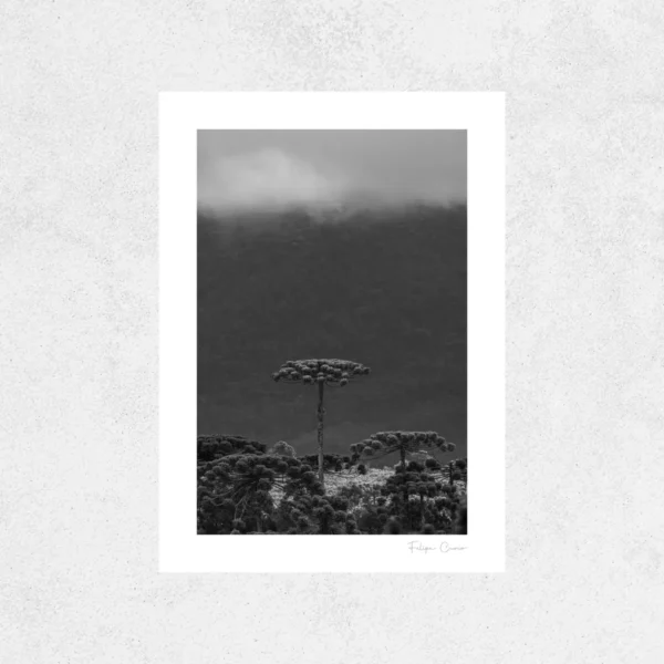 Quadro Fine Art –  O Último da Serra - Imagem 2