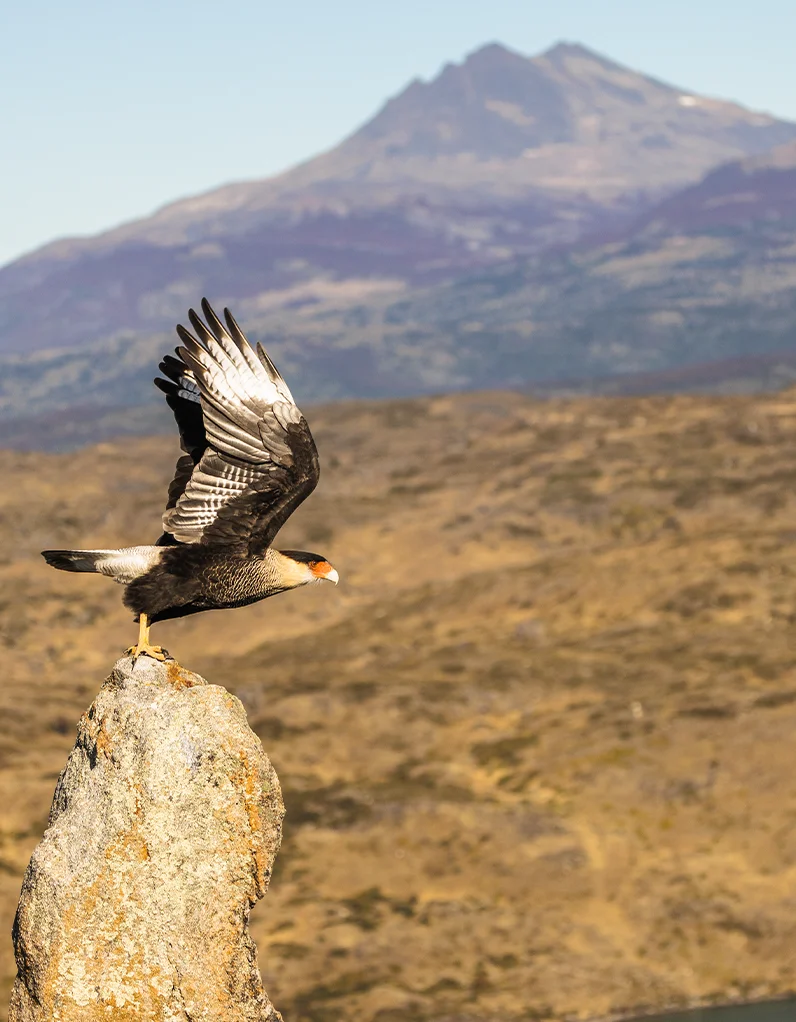 Quadro Fine Art – Edge of the Wind