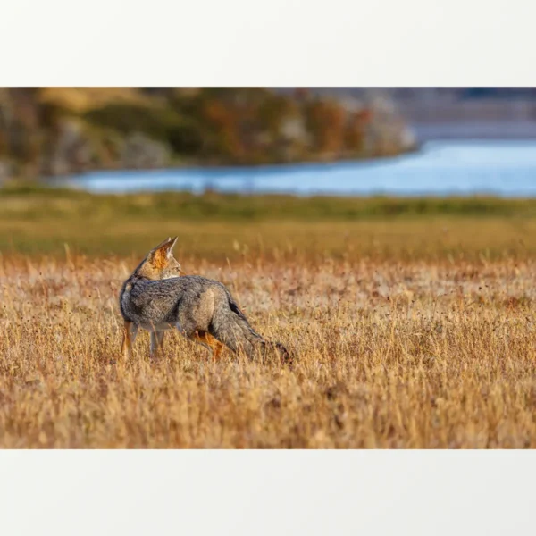 Quadro Fine Art –  Silence Pursuit - Imagem 4