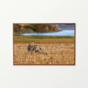 Quadro Fine Art –  Silence Pursuit