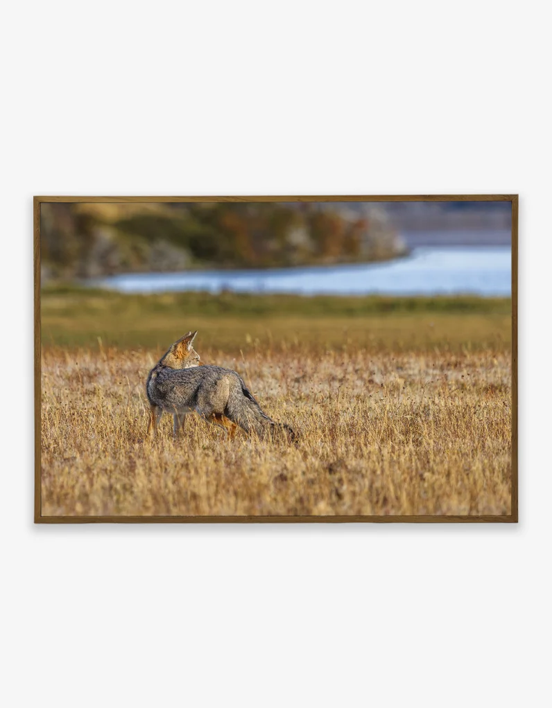 Quadro Fine Art – Silence Pursuit - Imagem 2