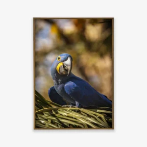 Quadro Fine Art – O Encanto da Arara Azul
