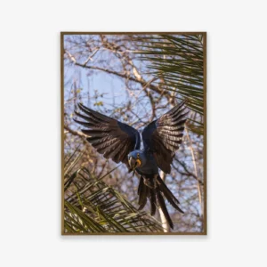 Quadro Fine Art – Voo Majestoso da Arara-Azul