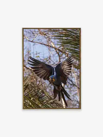 Quadro Fine Art – Voo Majestoso da Arara-Azul