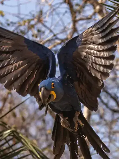 Quadro Fine Art – Majestic Flight of the Blue Macaw