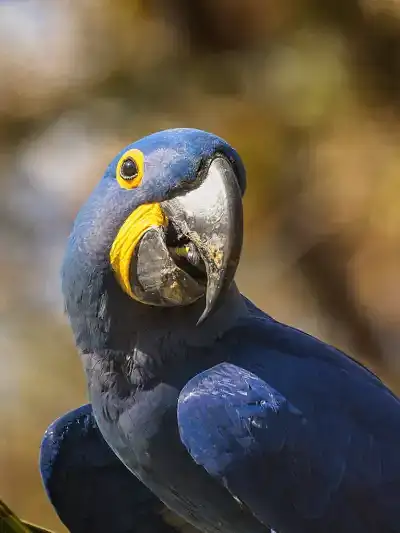Quadro Fine Art – Enchantment of the Blue Macaw