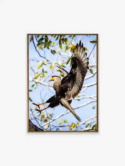 Quadro Fine Art – A Graça do Pouso