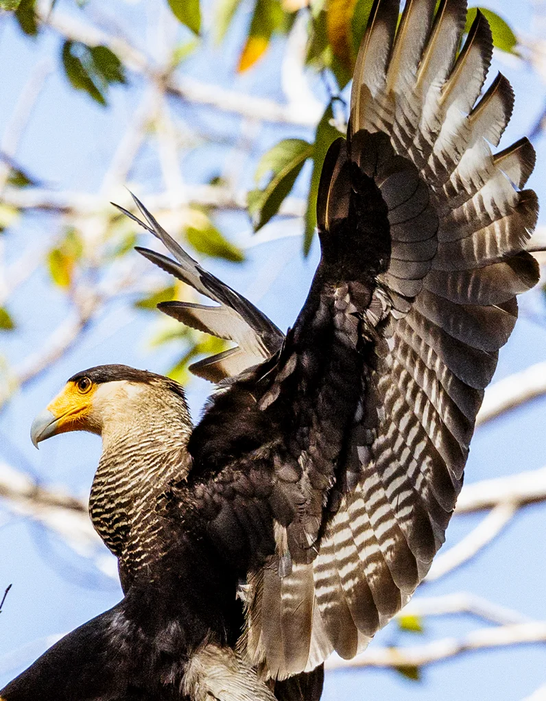 Quadro Fine Art – A Graça do Pouso - Imagem 2