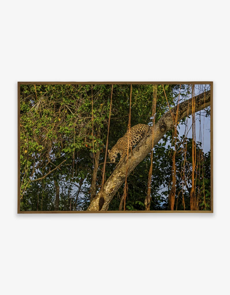 Quadro Fine Art – Learning the Wild - Imagem 2