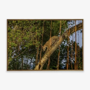 Quadro Fine Art – LEARNING THE WILD