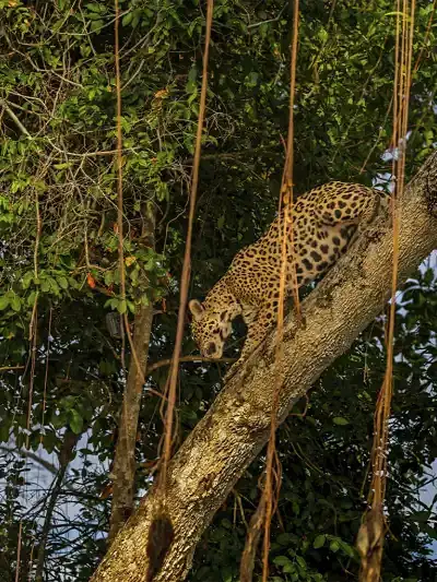 Quadro Fine Art – Learning the Wild
