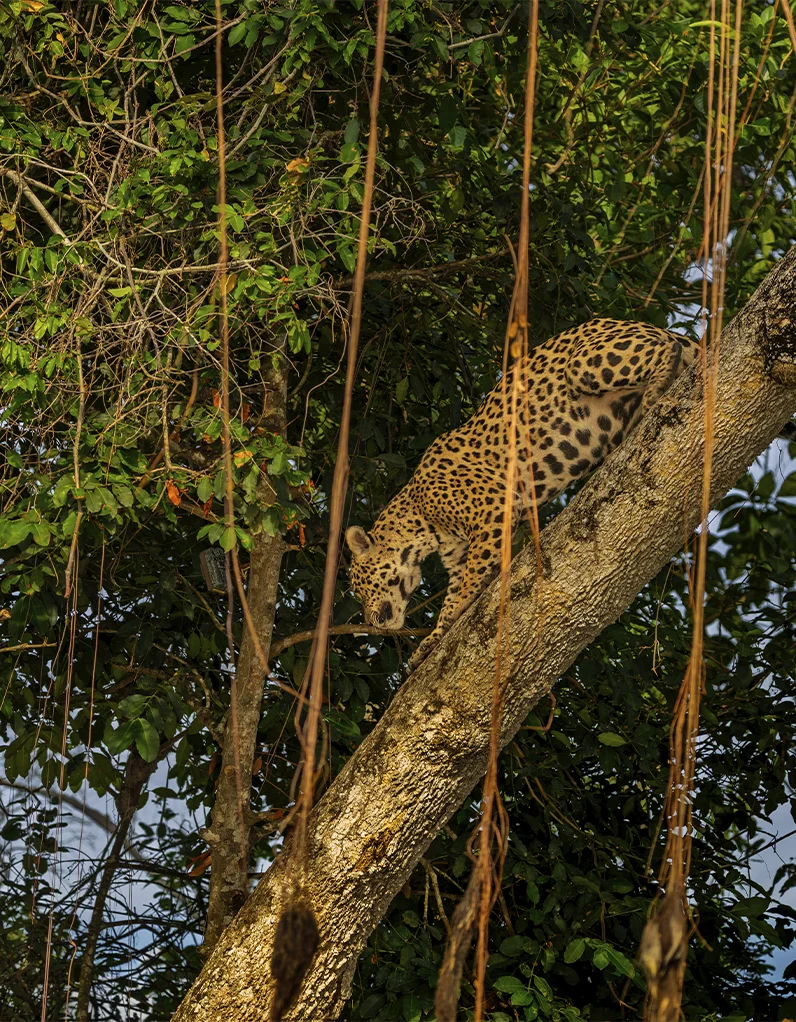 Quadro Fine Art – Learning the Wild