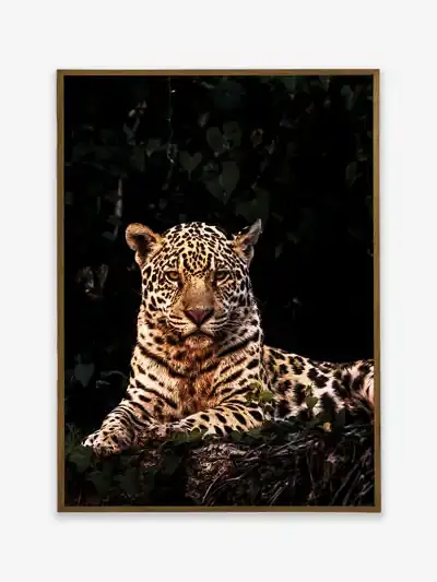Quadro Fine Art – Majestade Selvagem