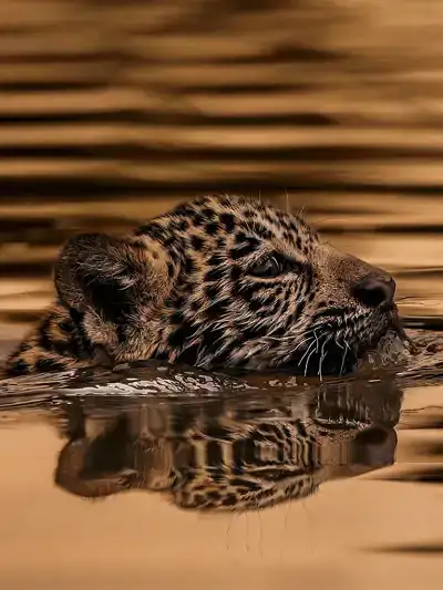 Quadro Fine Art - Golden Survival