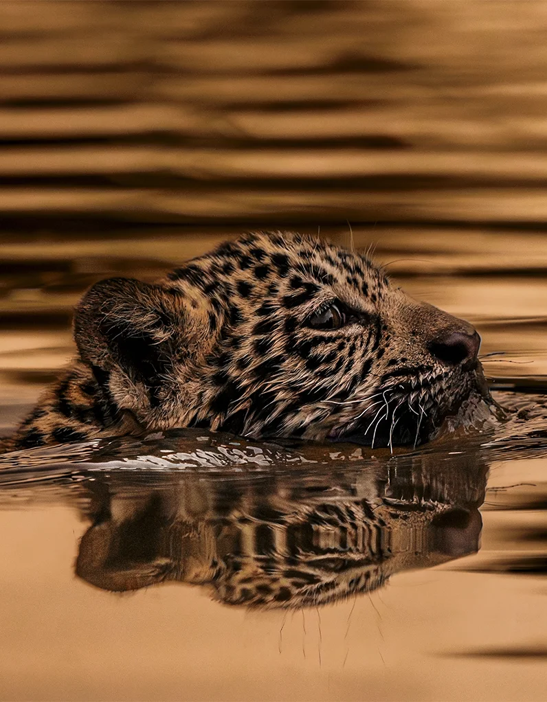 Quadro Fine Art - Sobrevivência Dourada - Imagem 2