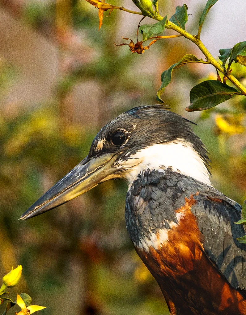 Quadro Fine Art – Vigilante do Riacho - Imagem 2