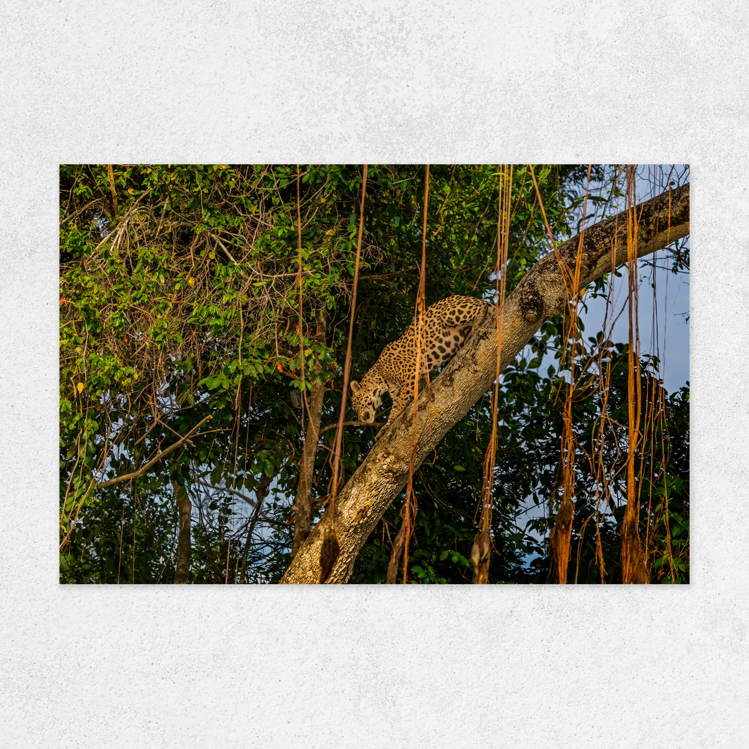 Quadro Fine Art – LEARNING THE WILD - Imagem 2