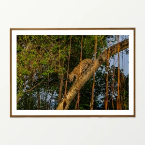 Quadro Fine Art – LEARNING THE WILD