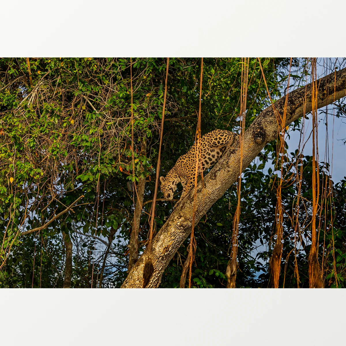 Quadro Fine Art – LEARNING THE WILD - Imagem 3